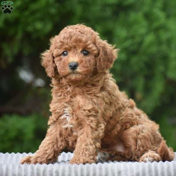 Willa, Cavapoo Puppy